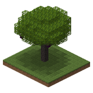 A mulberry tree
