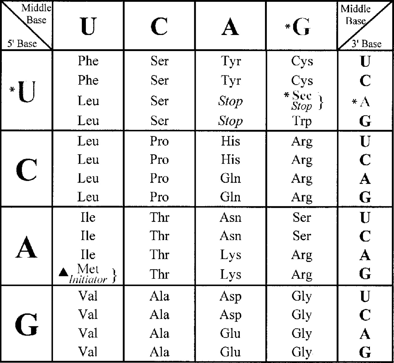 Nucleotide to Amino Acid