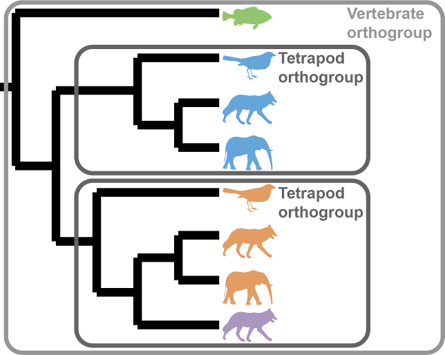 Hierarchical Orthogroups