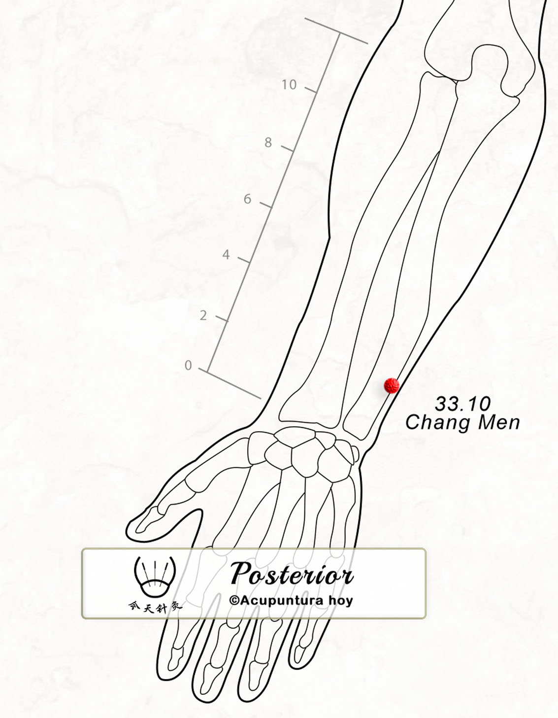 33.10 Chang Men 肠门穴