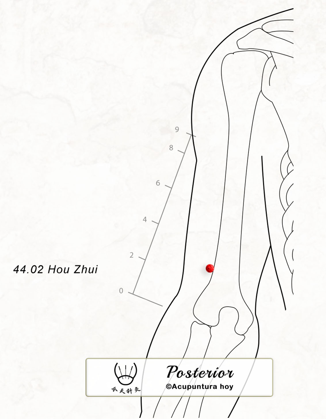 44.02 Hou Zhui 後椎穴