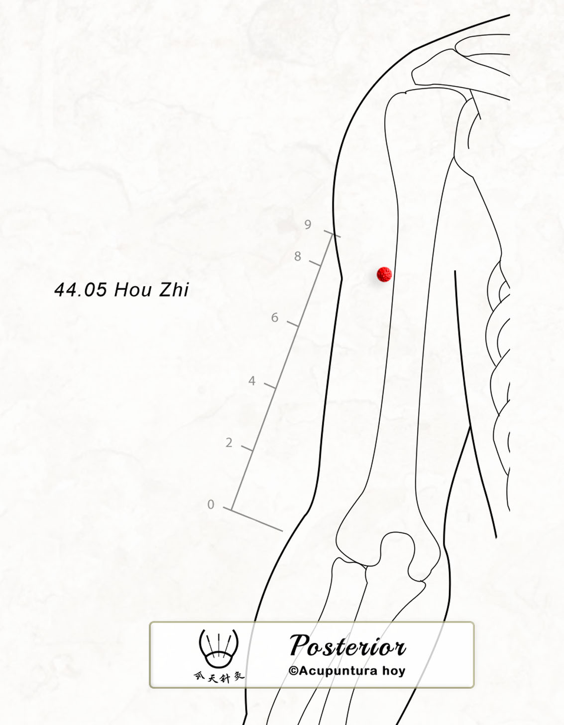 44.05 Hou Zhi 後枝穴