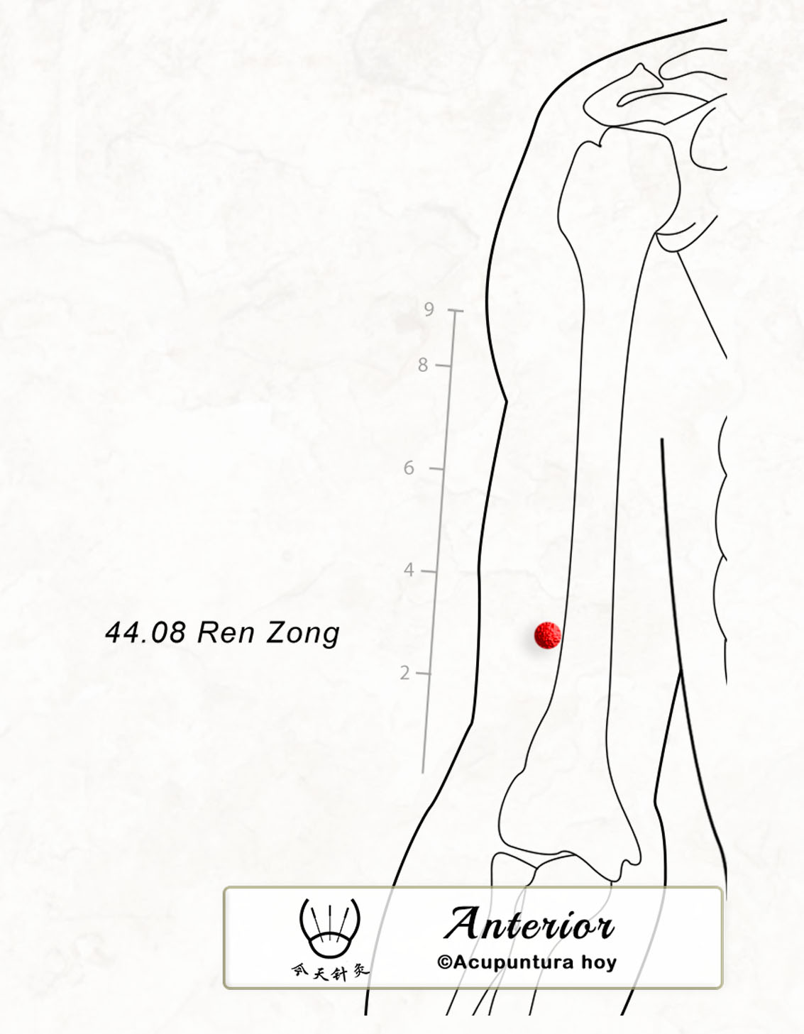 44.08 Ren Zong 人宗穴