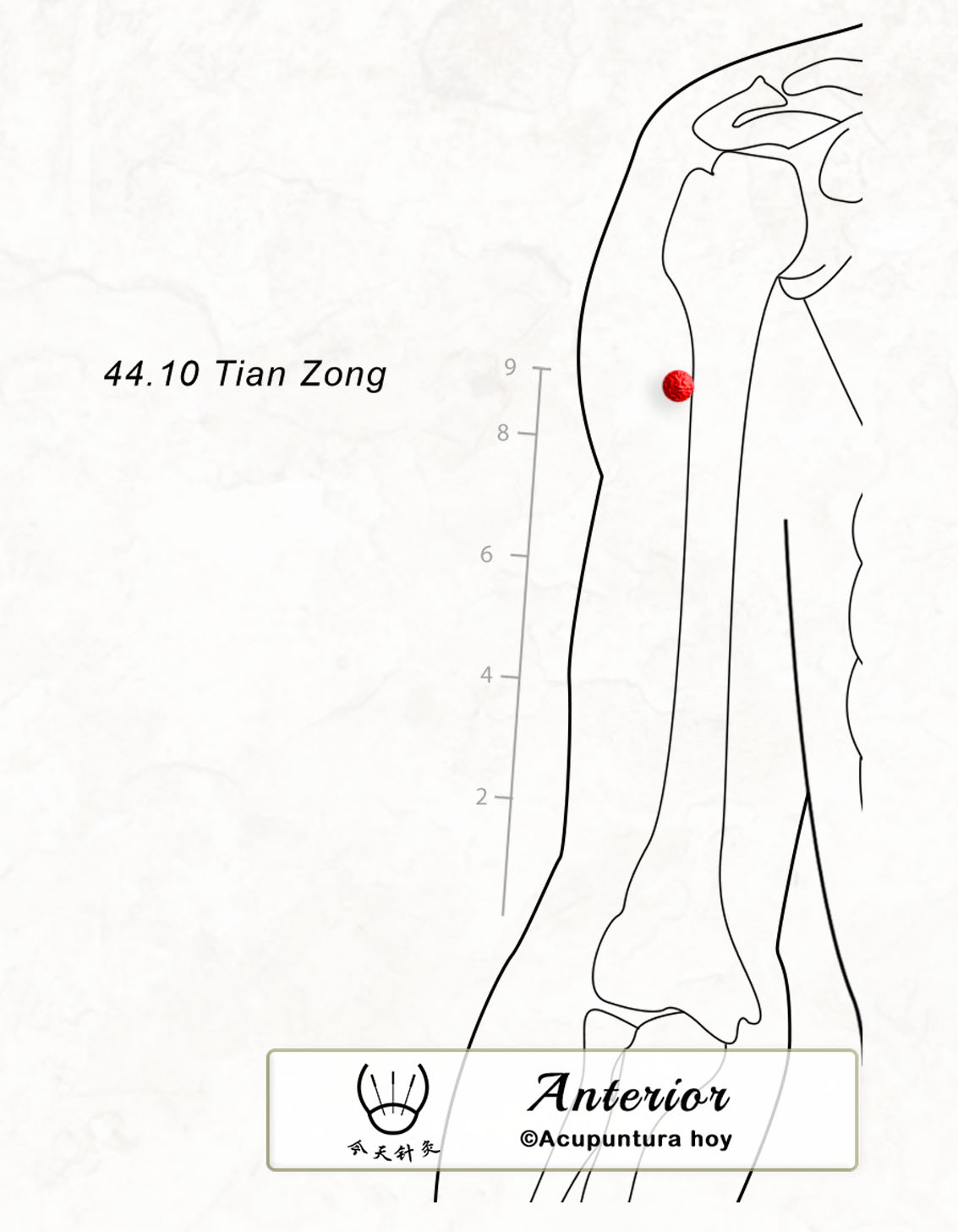 44.10 Tian Zong 天宗穴