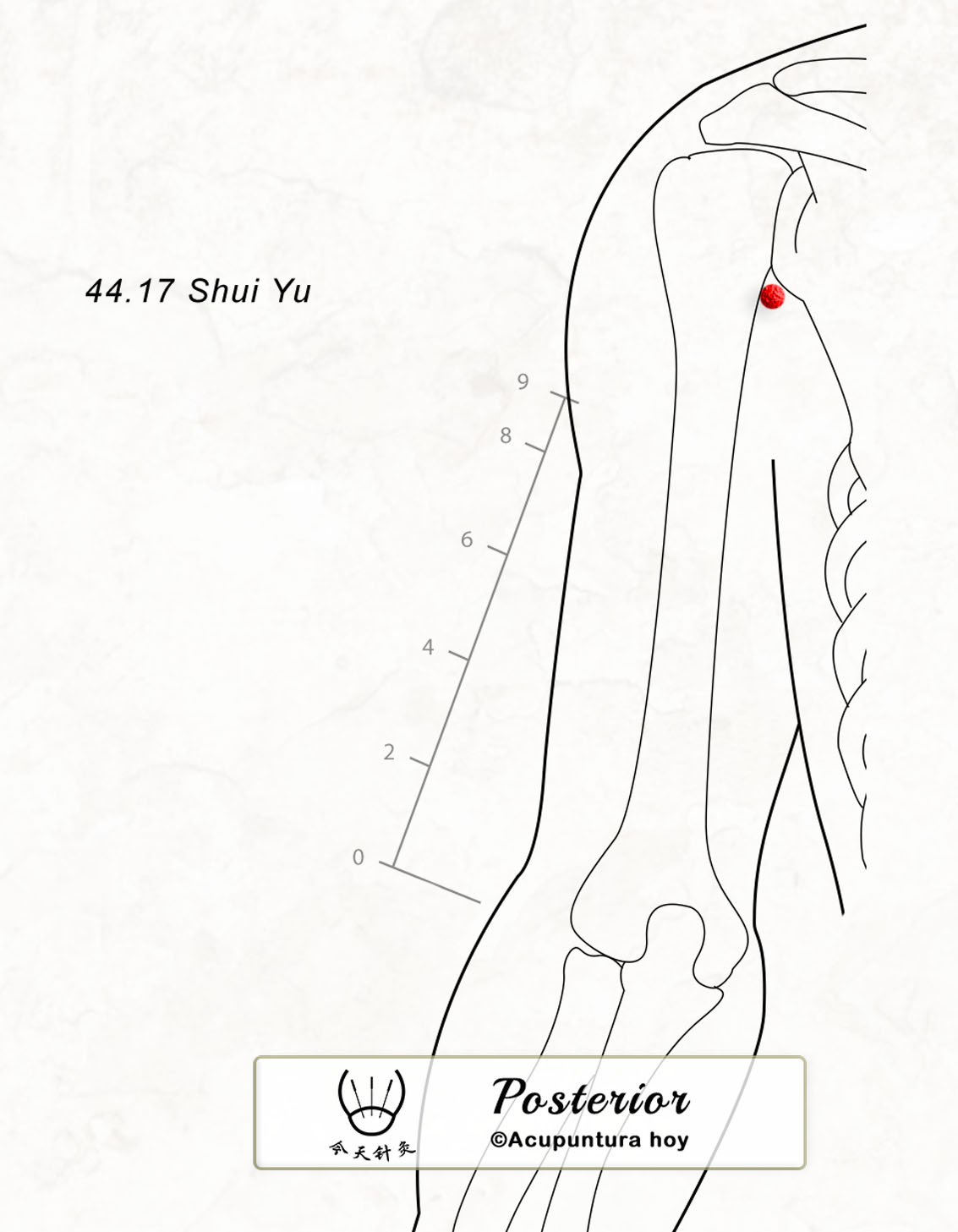 44.17 Shui Yu 水愈穴