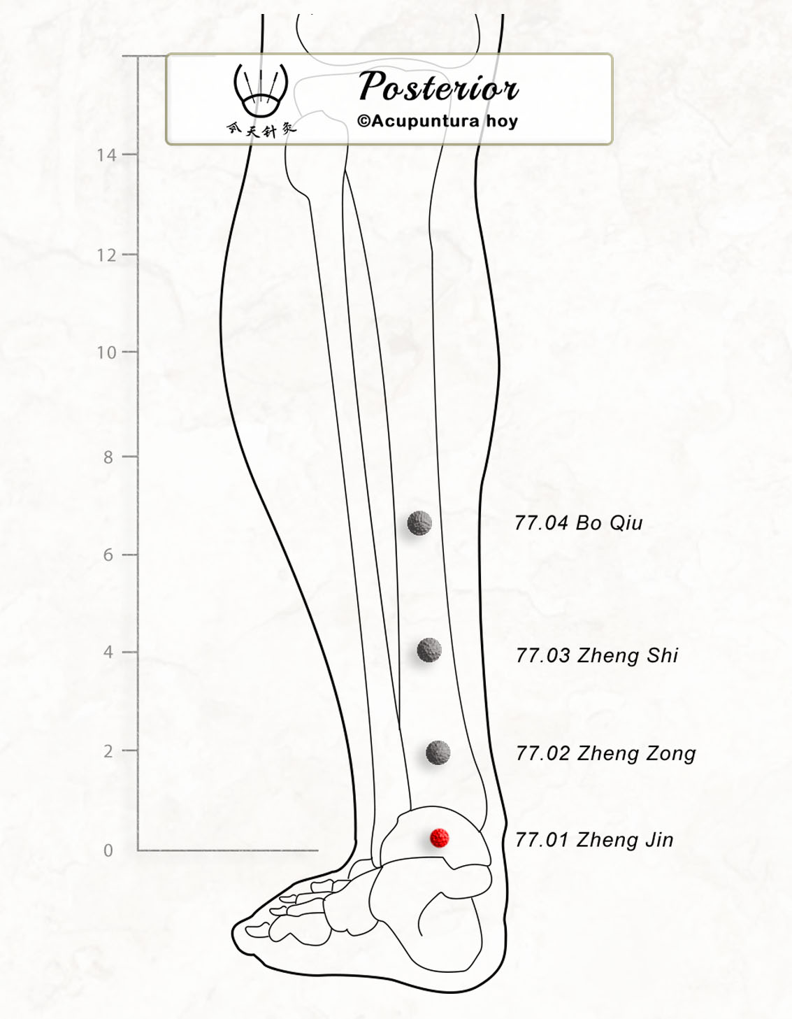 77.01 Zheng Jin 正筋穴