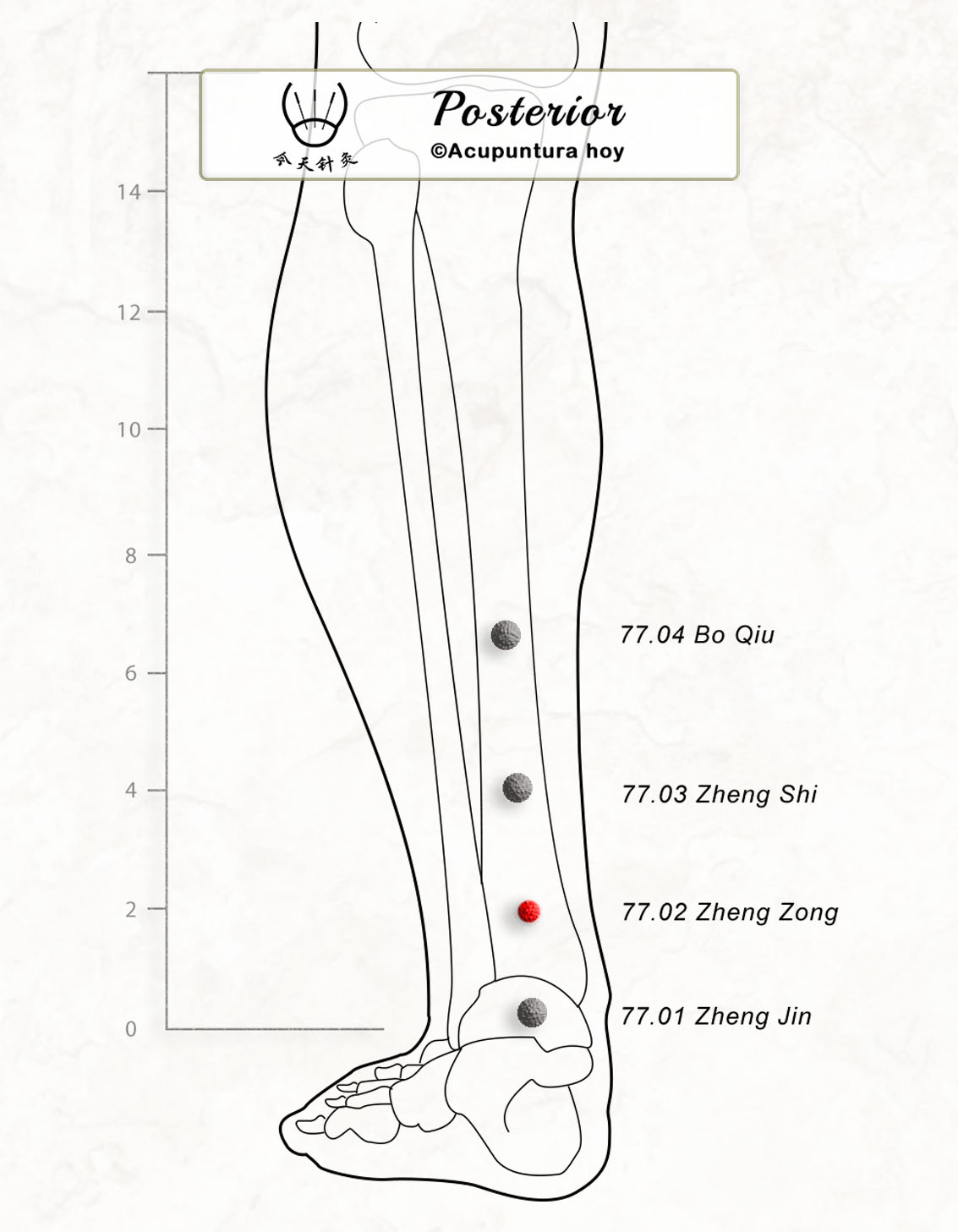 77.02 Zheng Zong 正宗穴