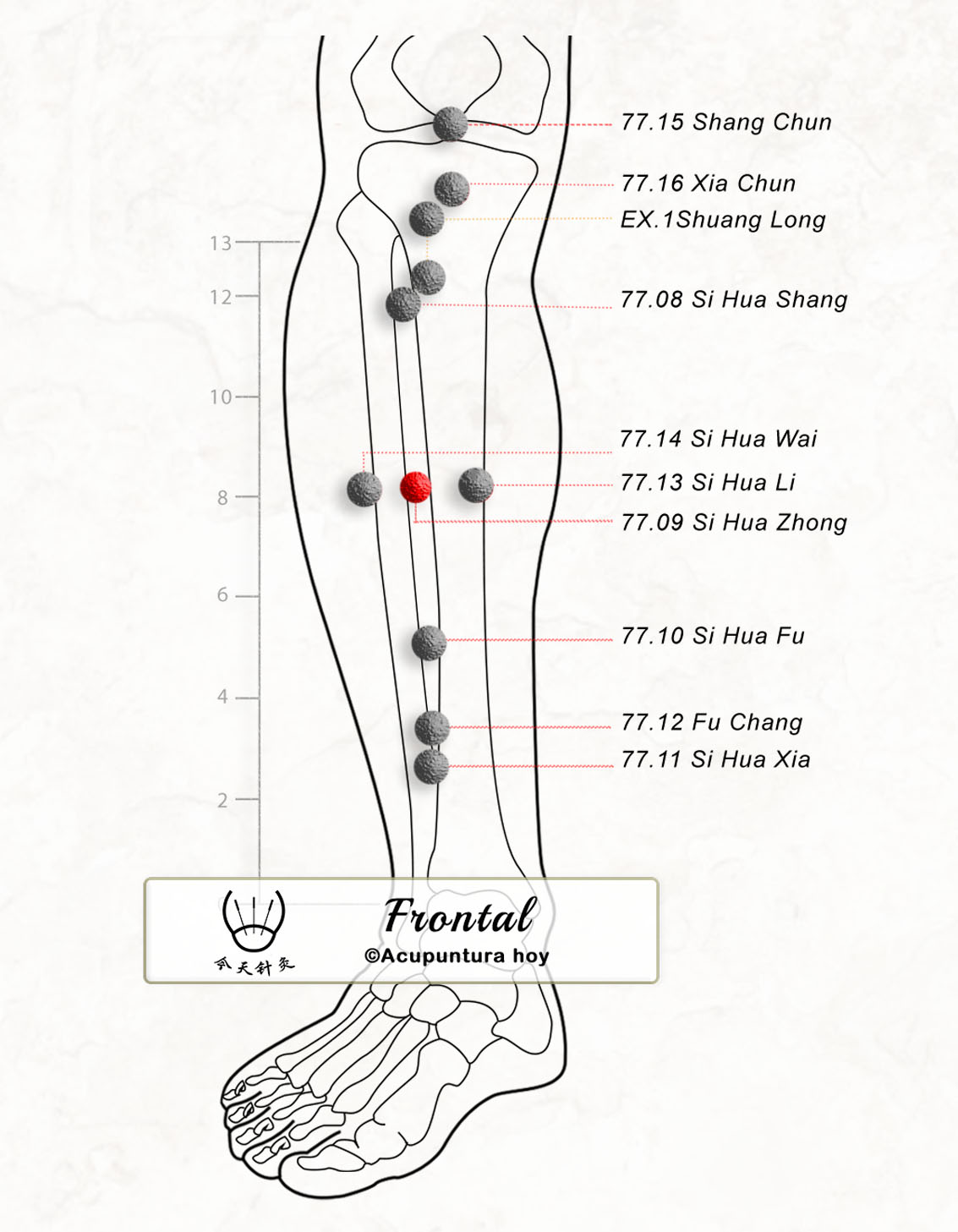 77.09 Si Hua Zhong 四花中穴