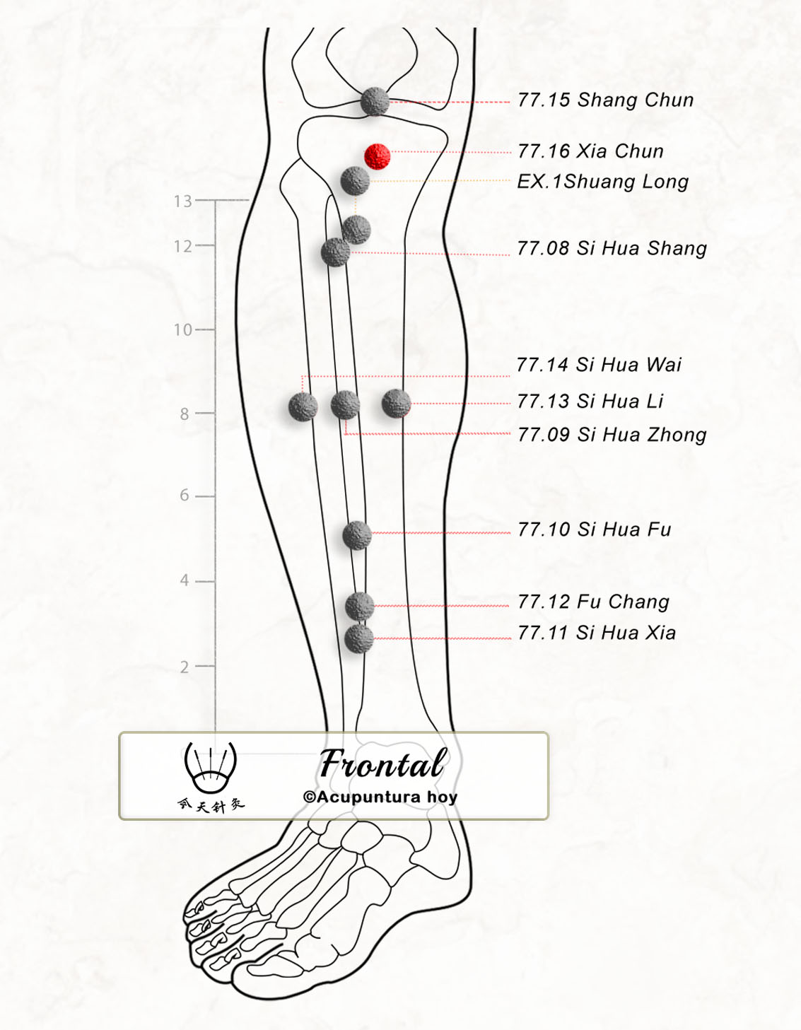 77.16 Xia Chun 下唇穴