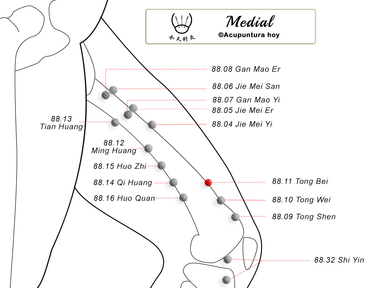 88.11 Tong Bei 通背穴