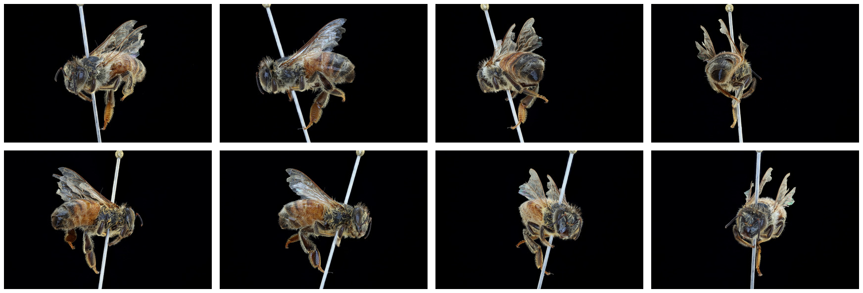 Licensed multiview input for specimen UCSB-IZC00037044
