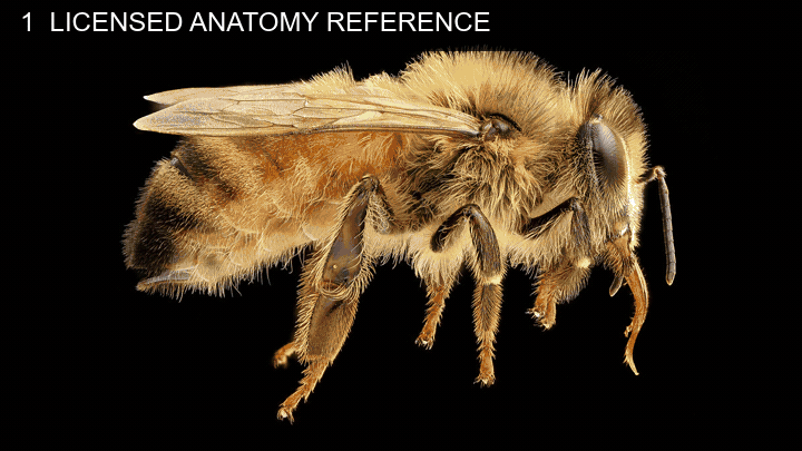 Public-domain honeybee reference, procedural wireframe, and Karma motion test