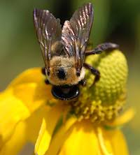 Bee photo (c) David Chandek-Stark