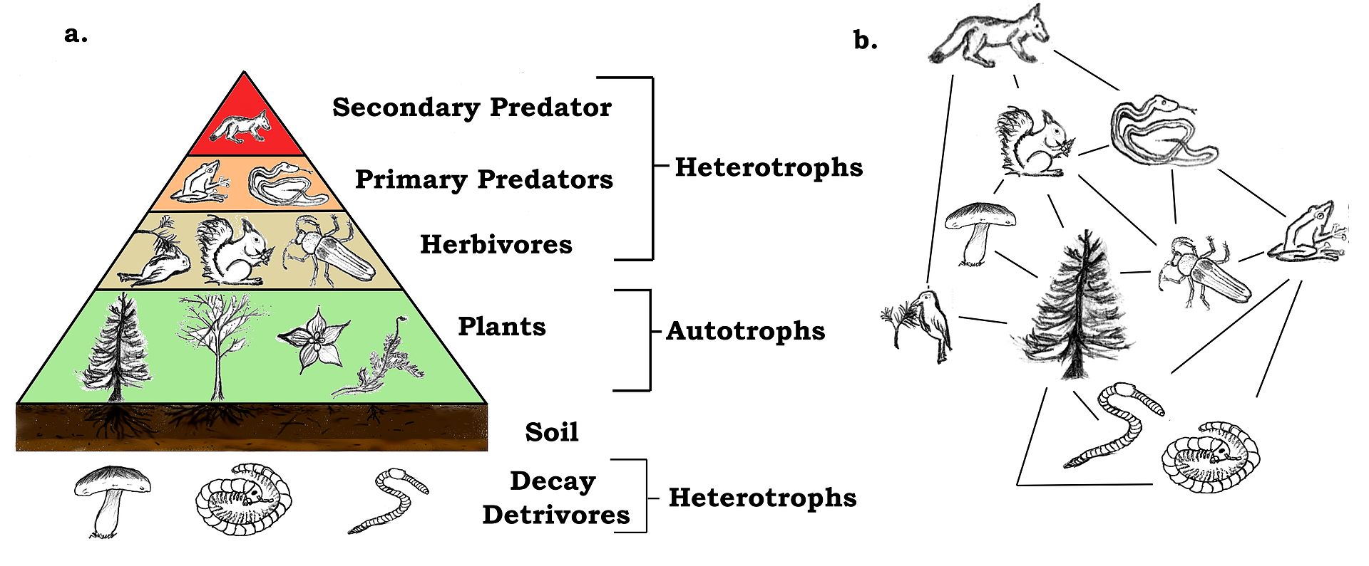 Placeholder Food Web