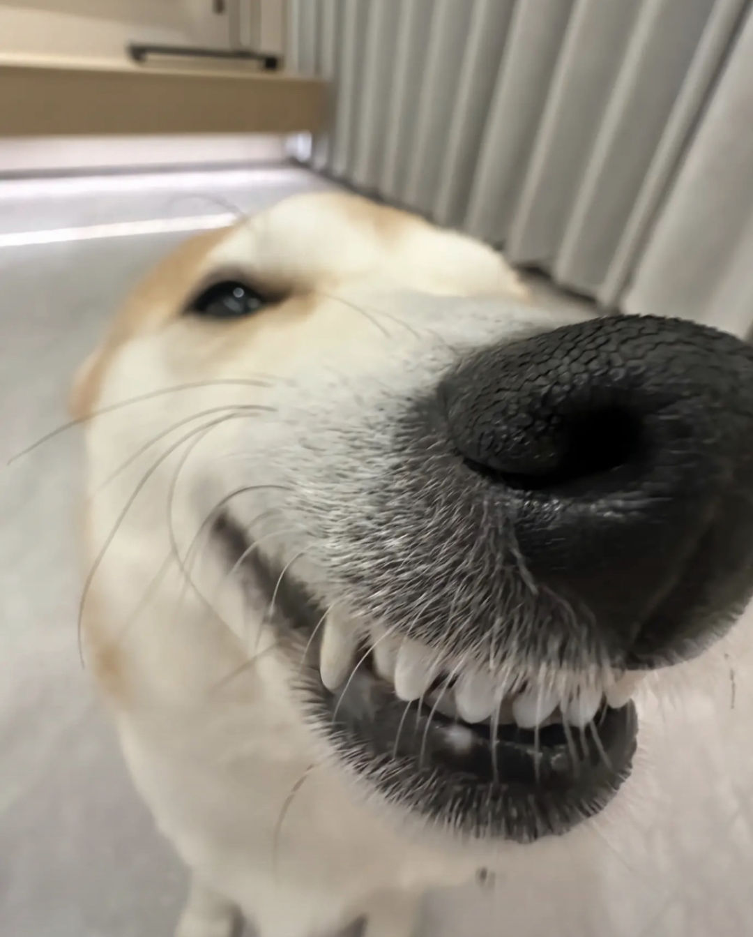 dyh