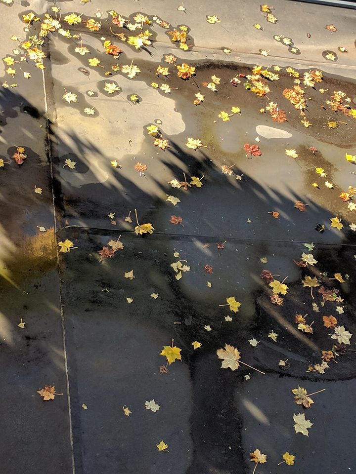 fall leaves on carport roof.