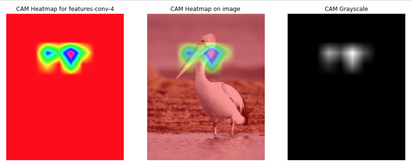 gradcam-convlayer4-interpolation-pelican