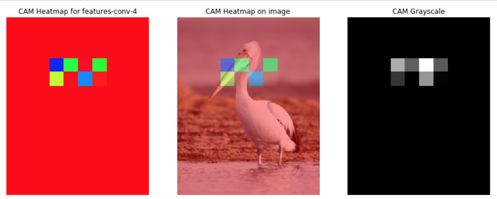 gradcam-convlayer4-no-interpolation-pelican