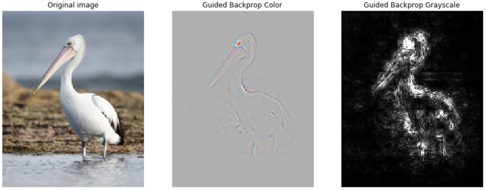 guided-backprop-pelican