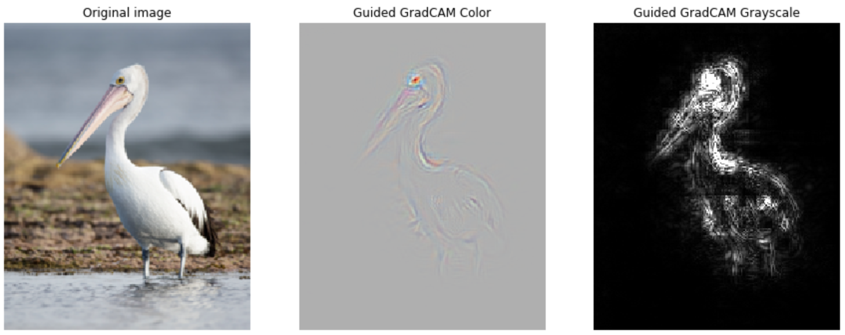 guided-gradcam-relulayer4-interpolation-pelican