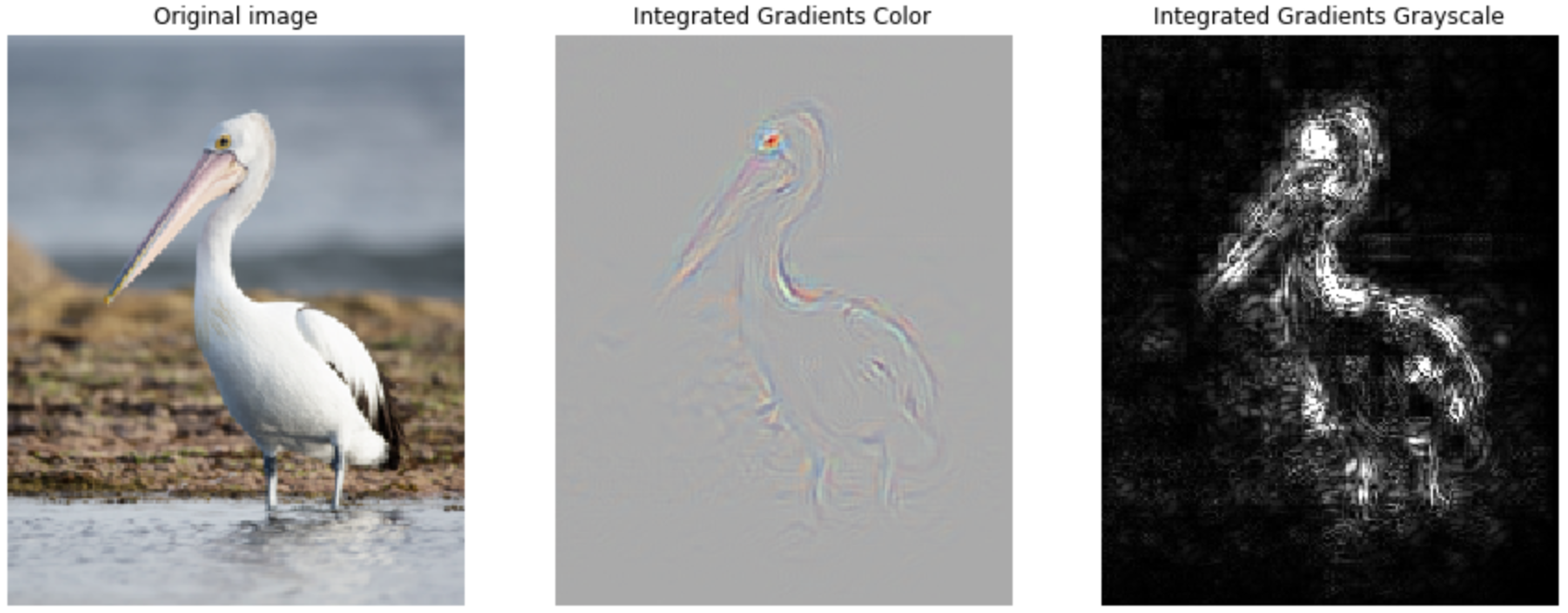 integrated-gradients-guided-pelican