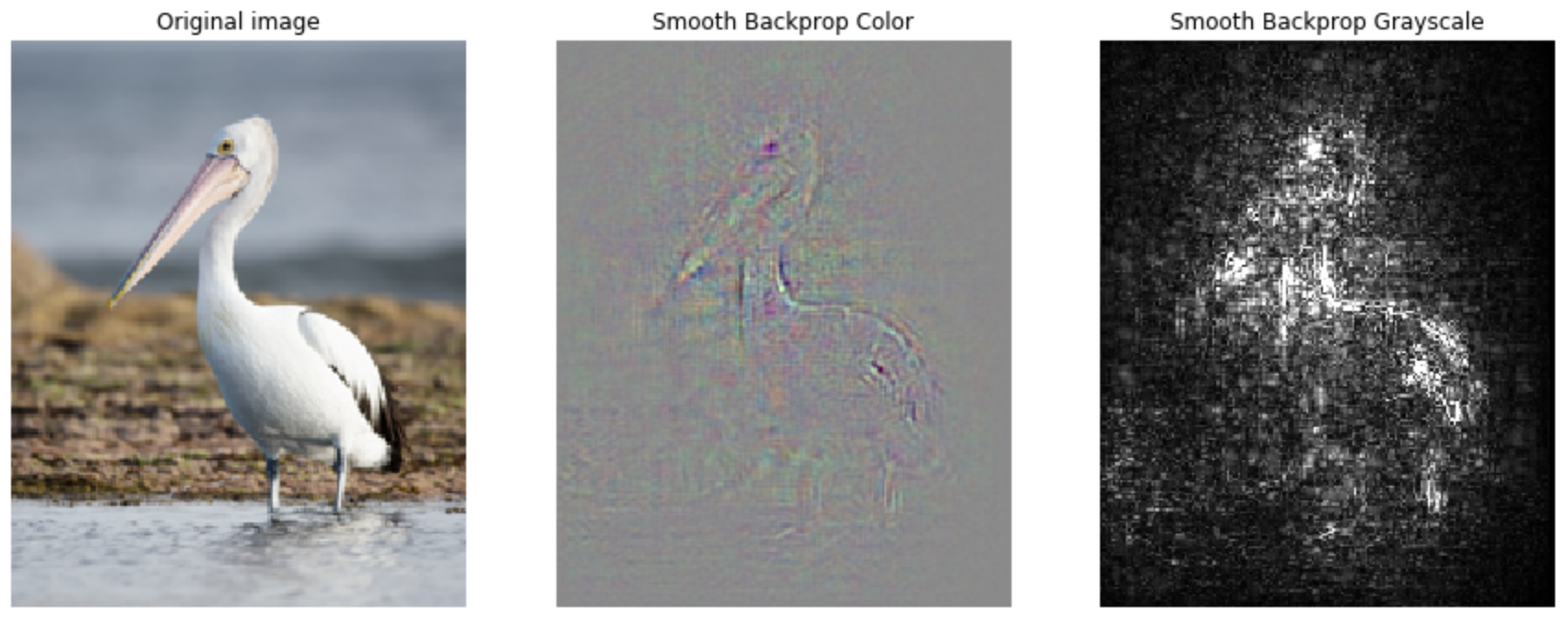 smooth-backprop-unguided-pelican