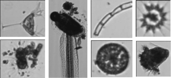 DEEP Open Catalog  Model "Phytoplankton species classifier"