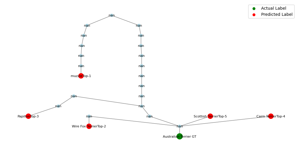 Top-k Predictions Visualization on Label Hierarchy