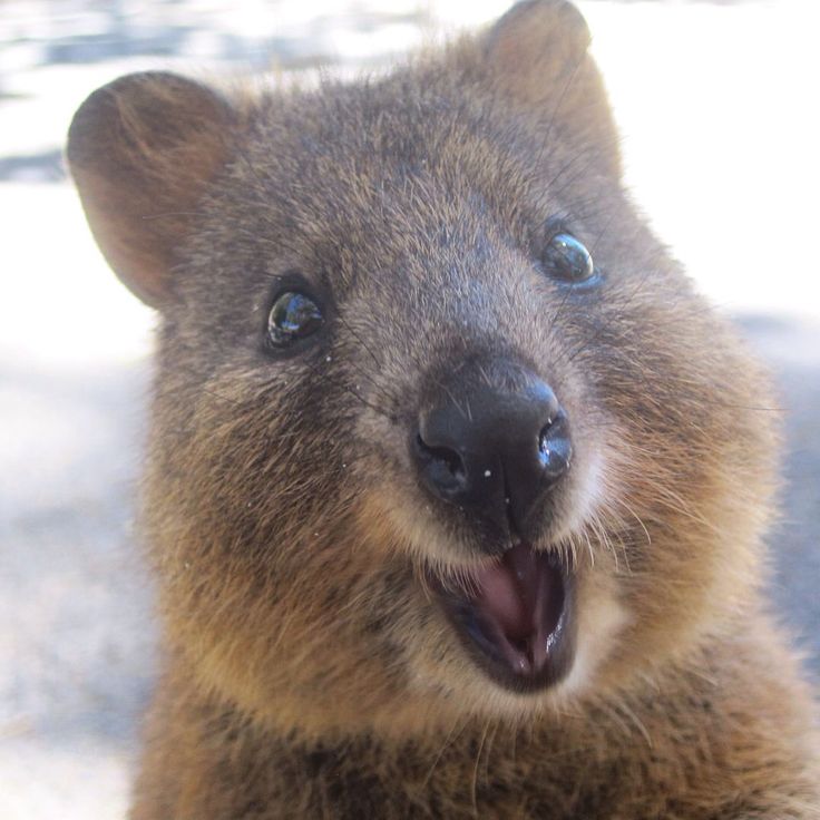 The Happiest Animal on Earth