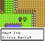 sitrus-berry