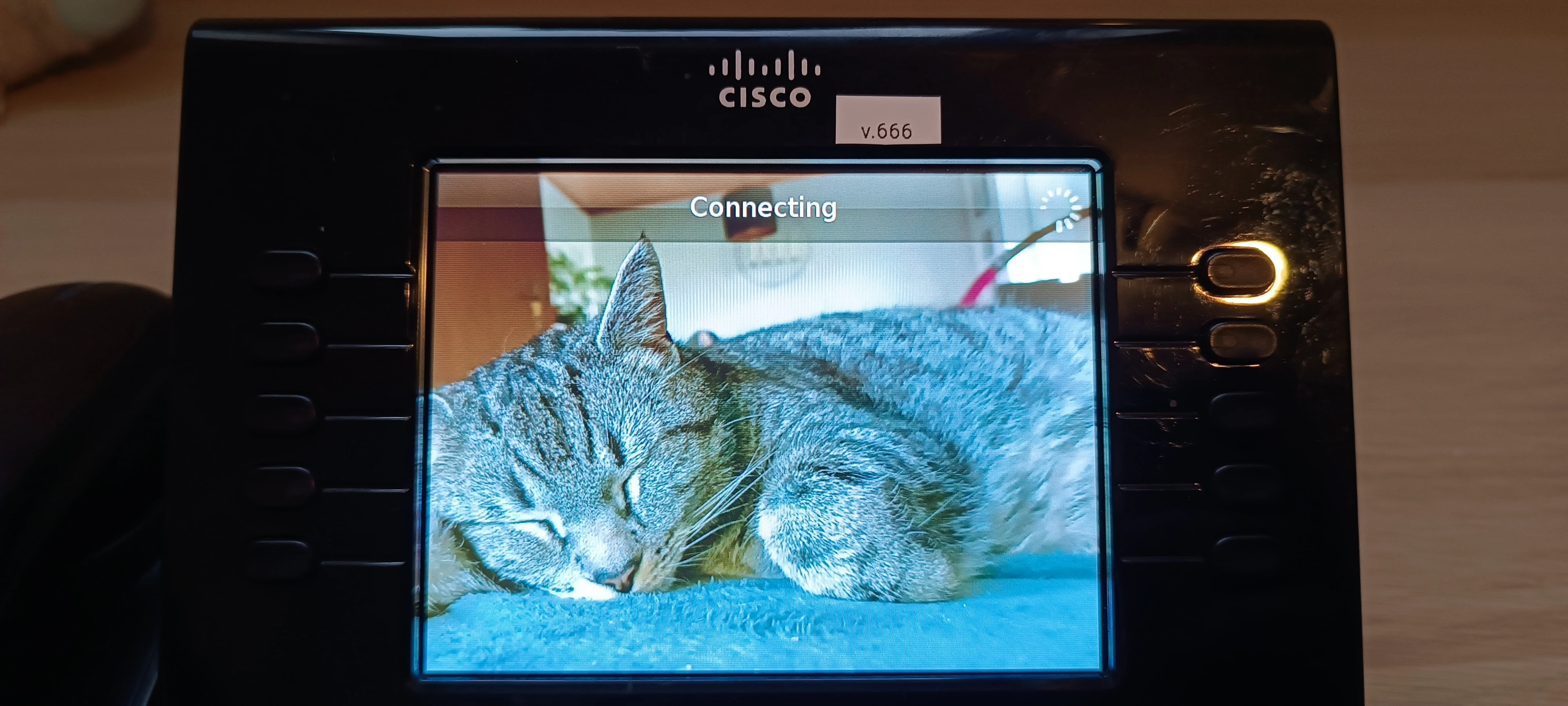 BigMac der Kater als Hintergrundbild auf dem Cisco CP-9951