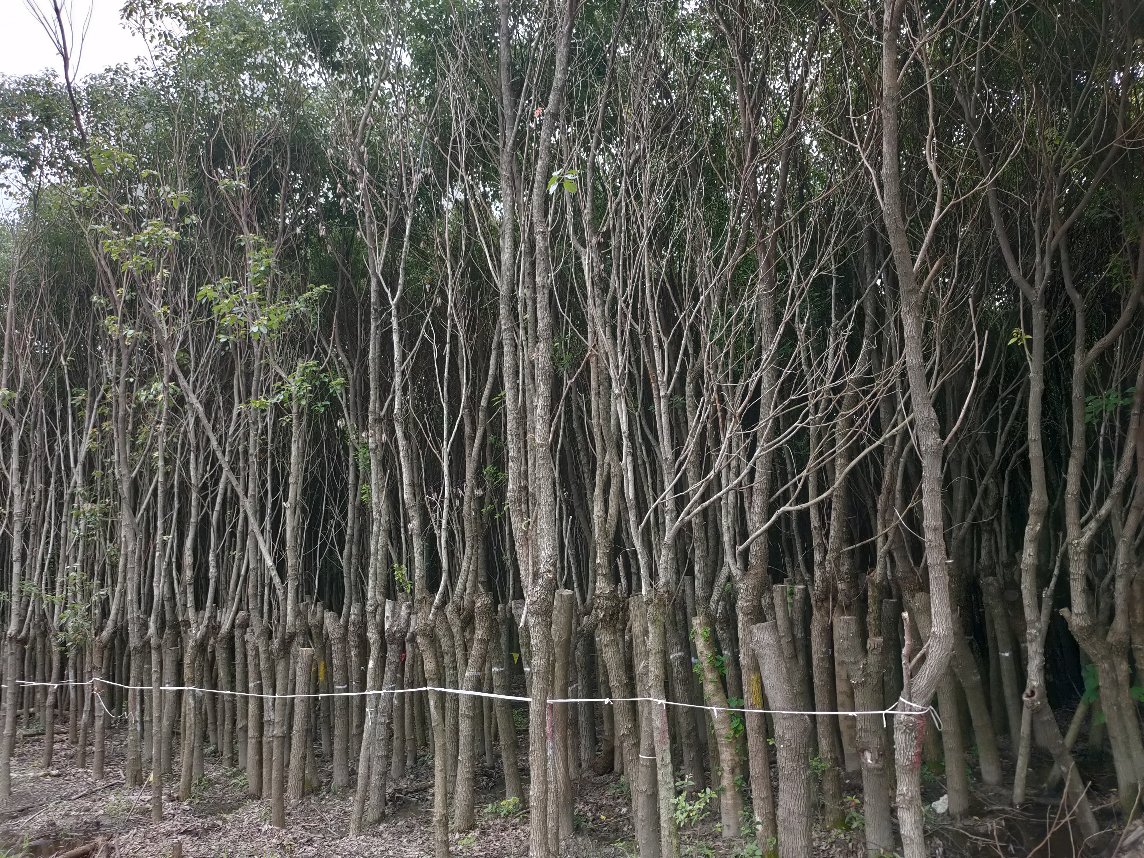 淀山湖彩虹桥附近的种植树林
