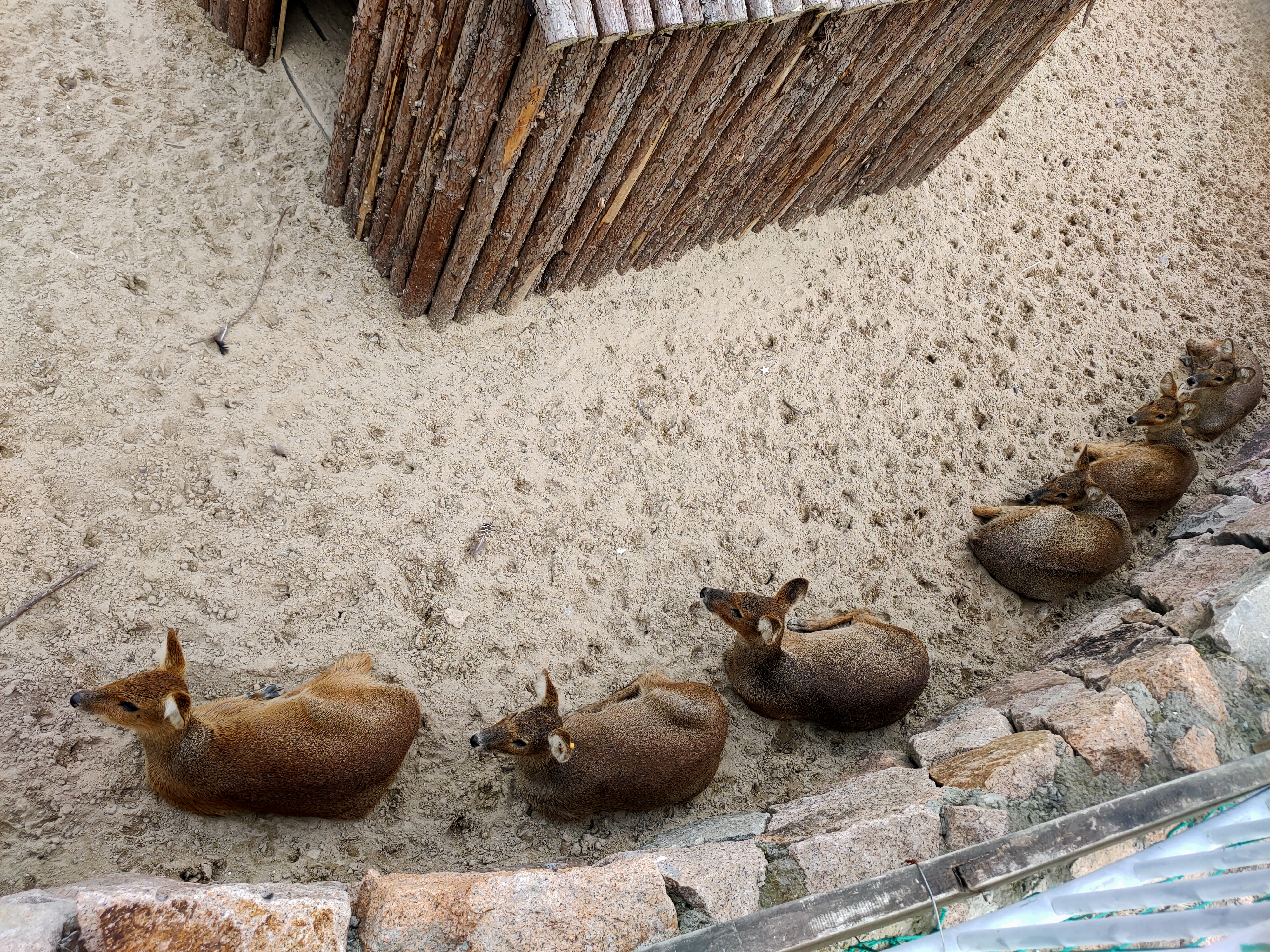 排队栖息的獐子