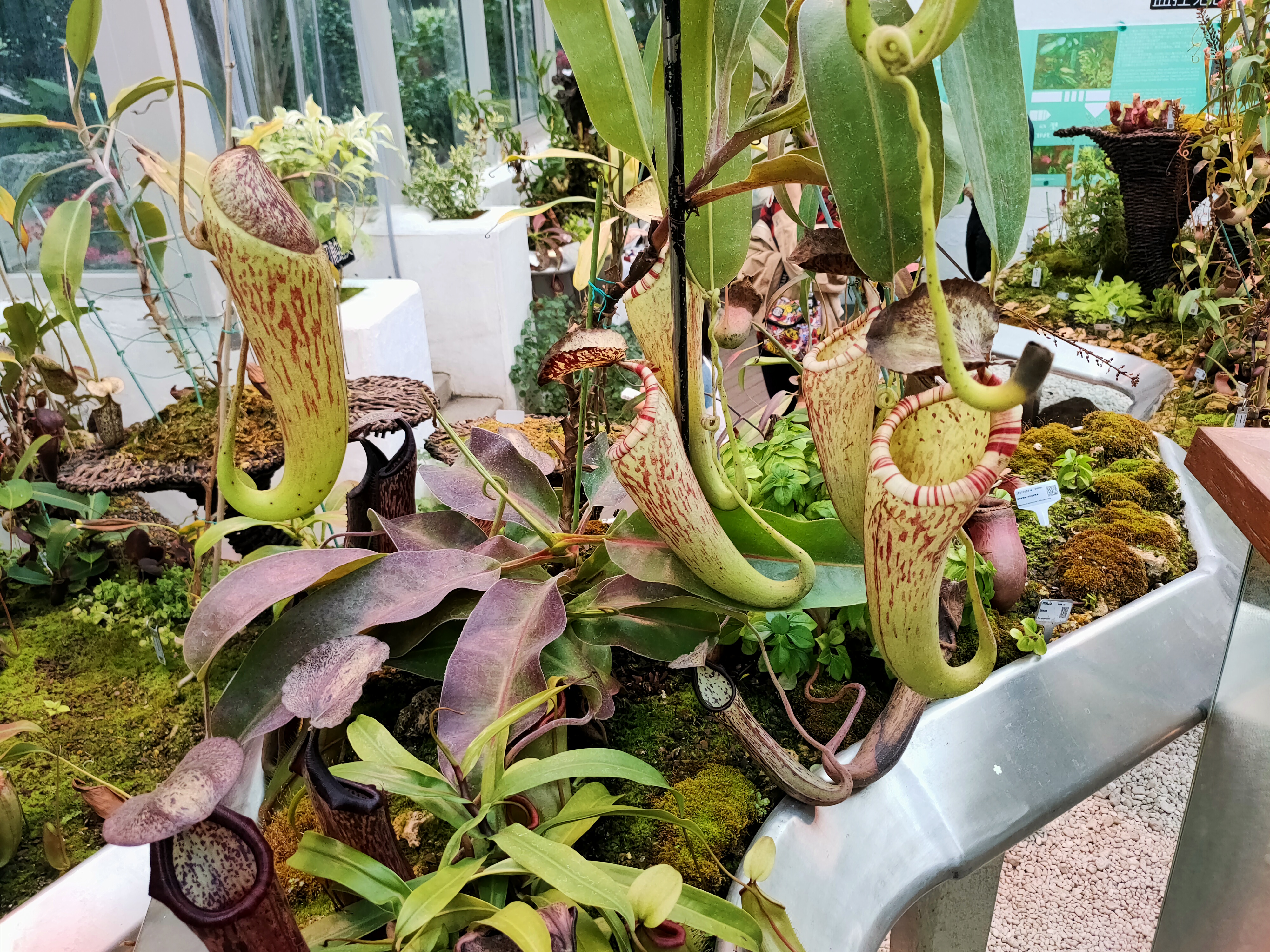 热带植物区猪笼草