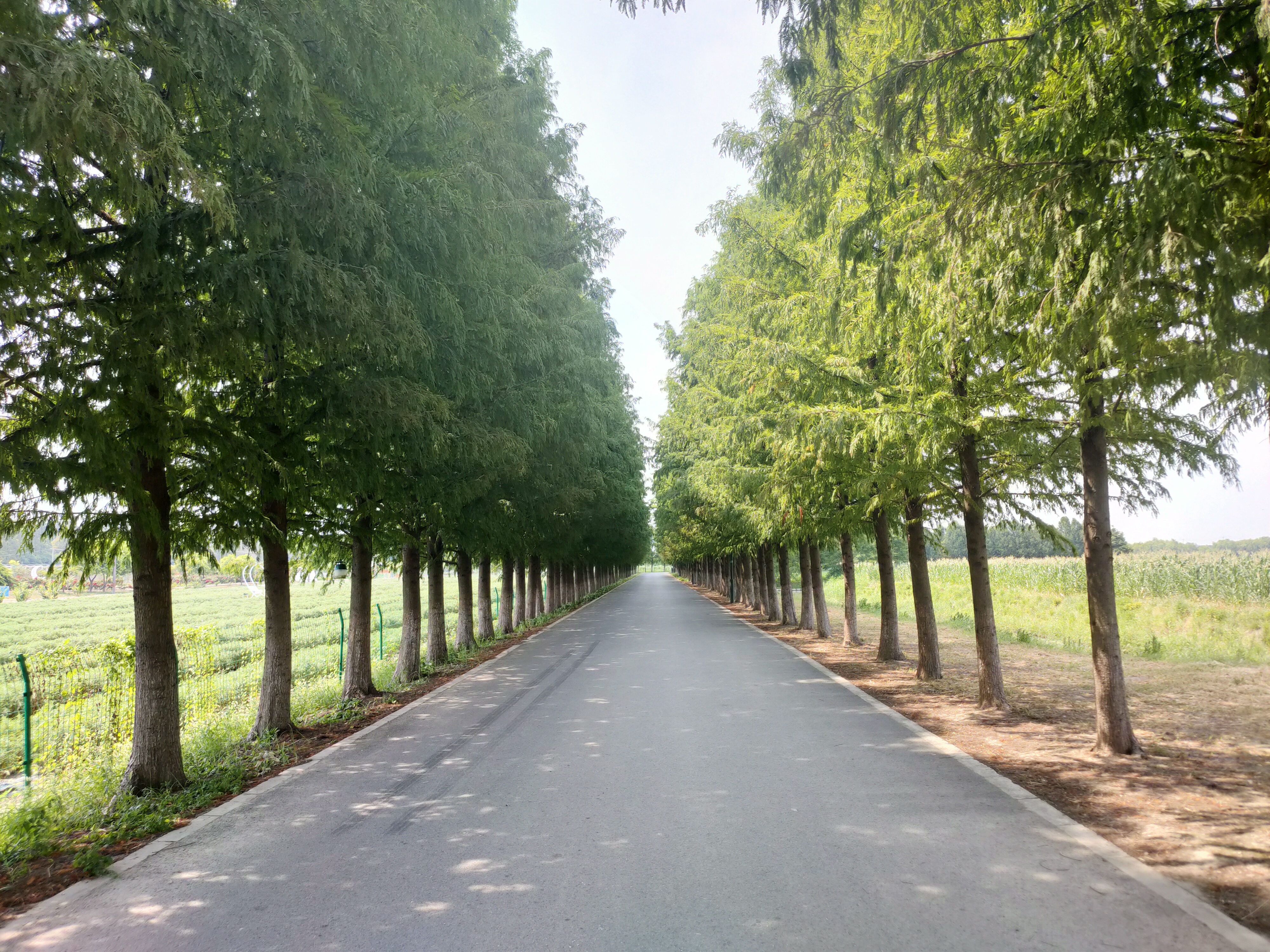 入口进入后树荫路