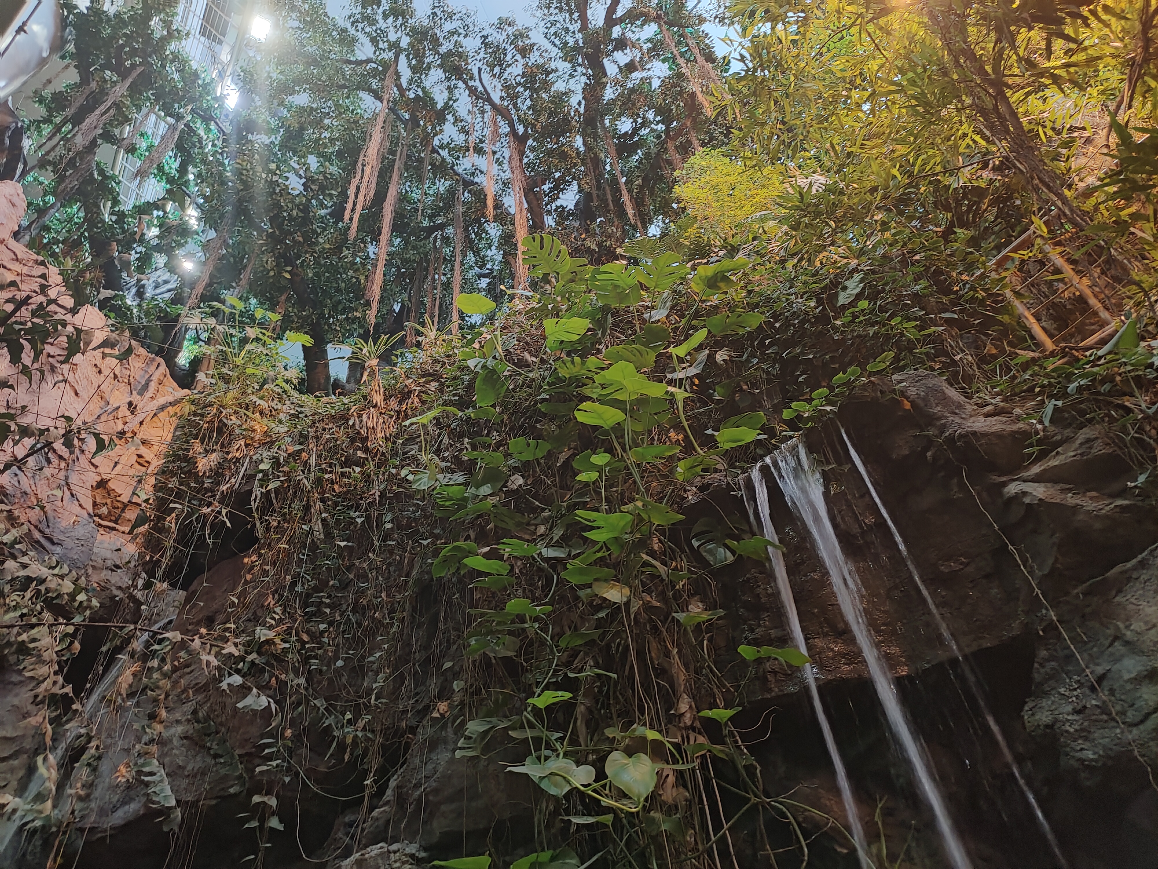室内雨林