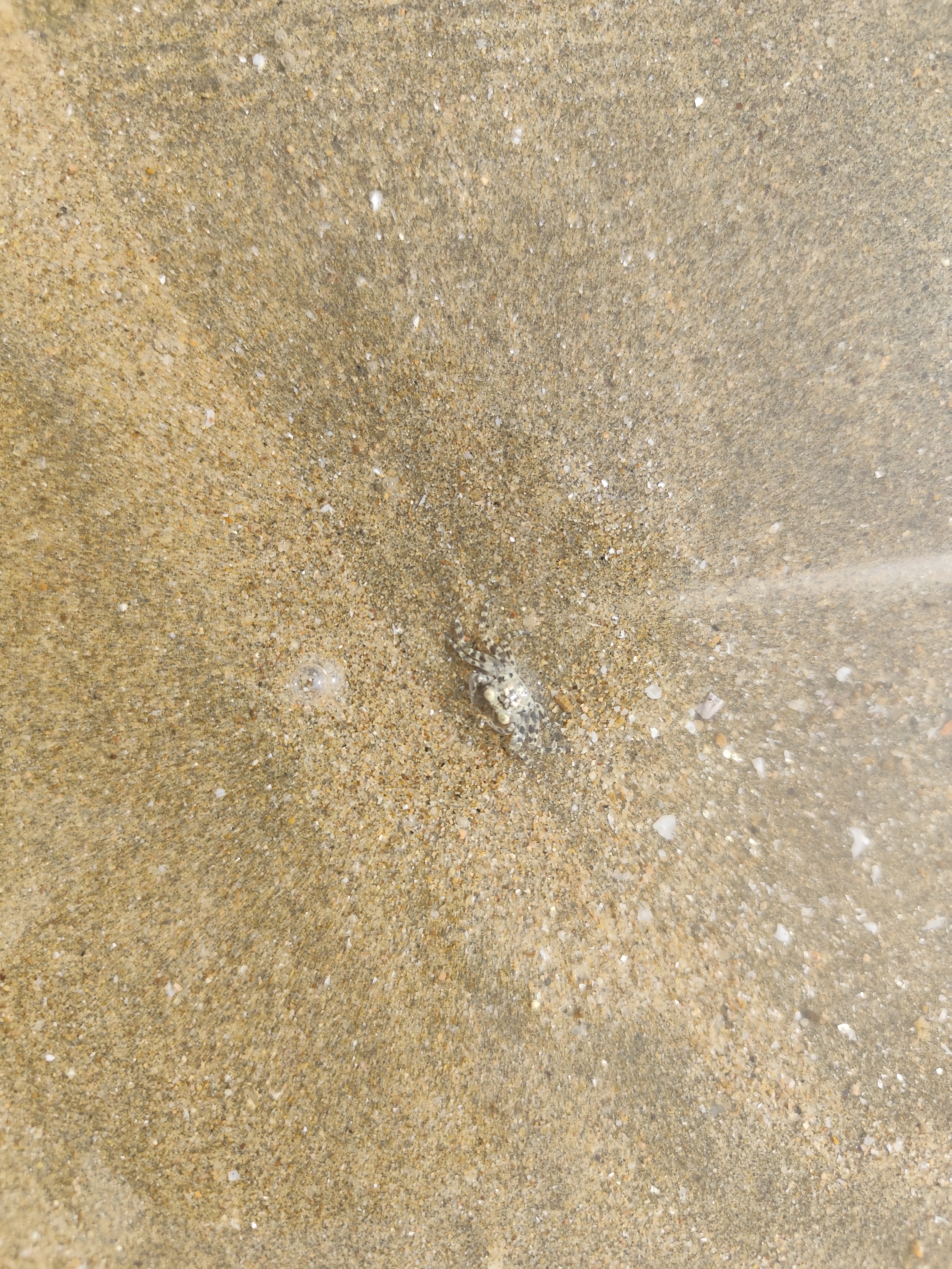 沙蟹
