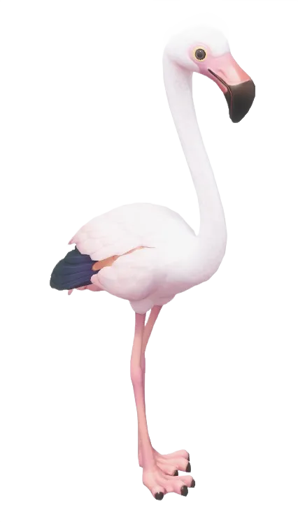 Greater Flamingo Wiki Heartopia greater-flamingo-wiki-heartopia