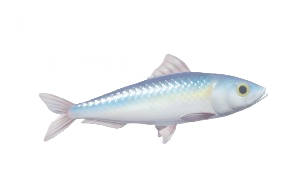 Sardina