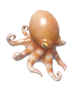 Pulpo pigmeo del atlántico