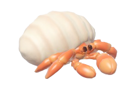 Cangrejo ermitaño