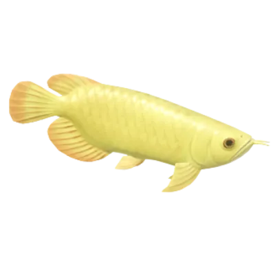Asian Arowana