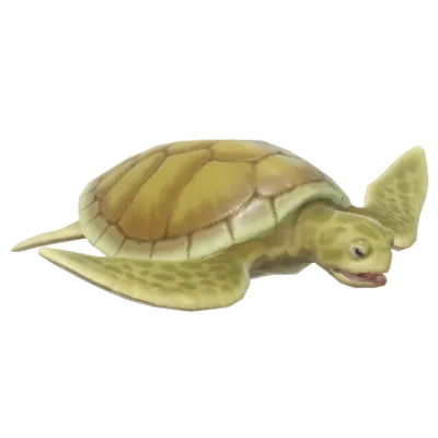 Flatback Turtle