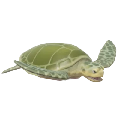 Oliver Ridley Turtle