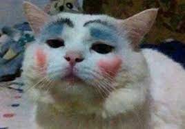 Cat wearing makeup
