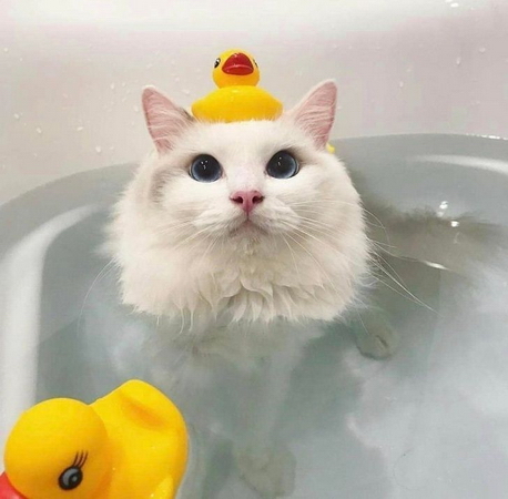Cat sitting in the bath with ducks