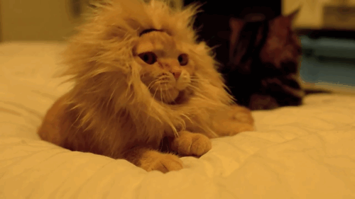 Lion-cat