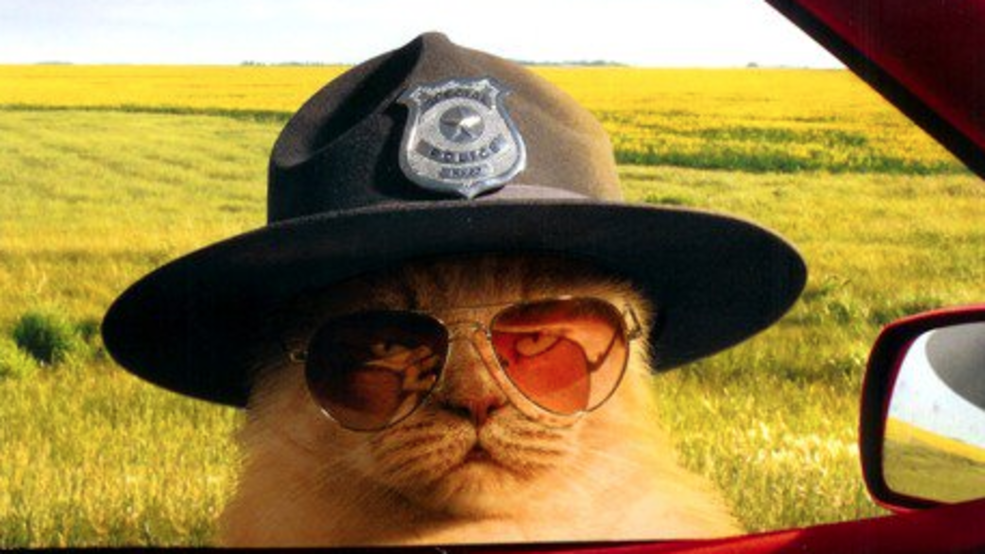 cat-sheriff