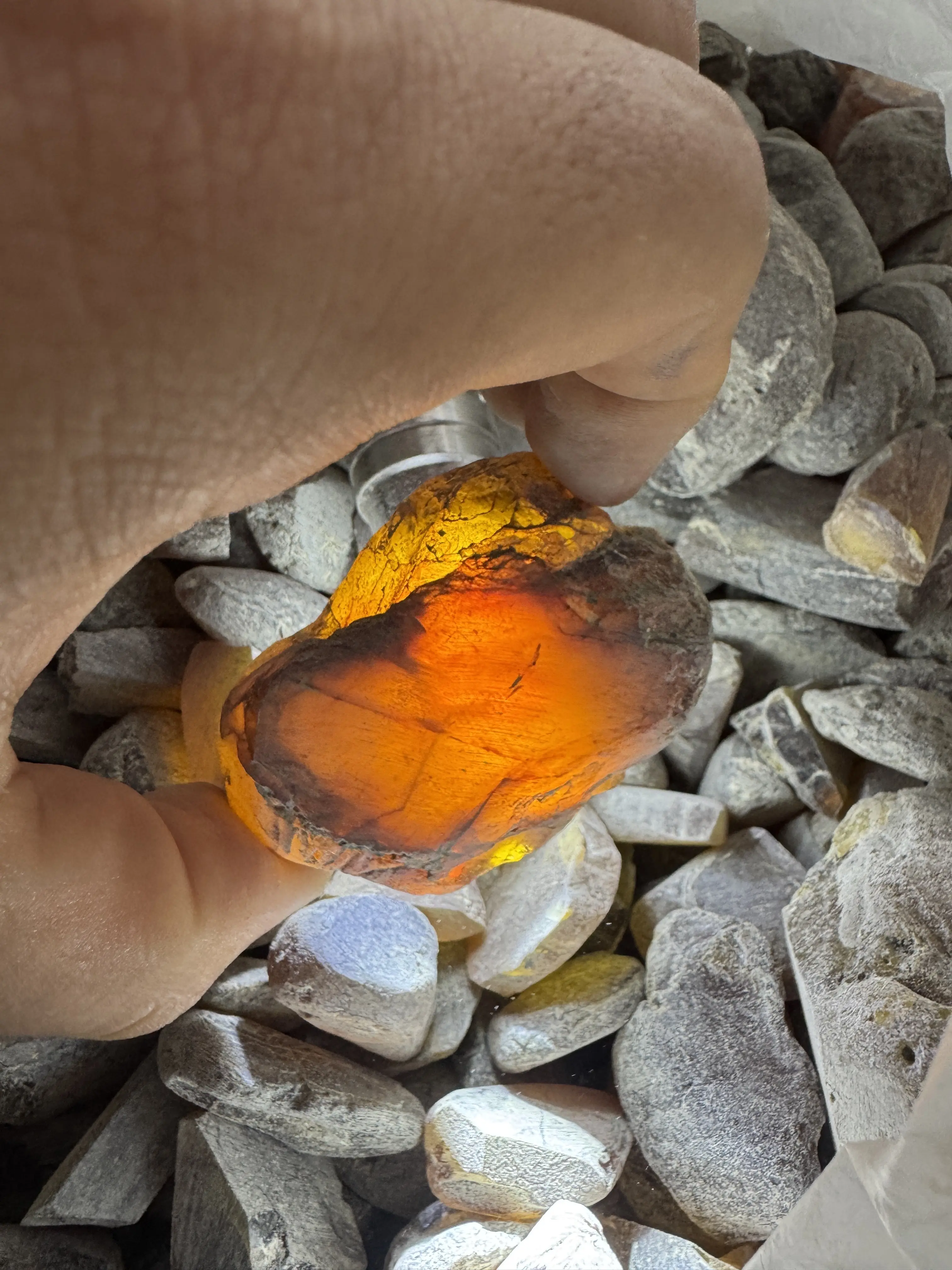 Burmese amber specimen 2