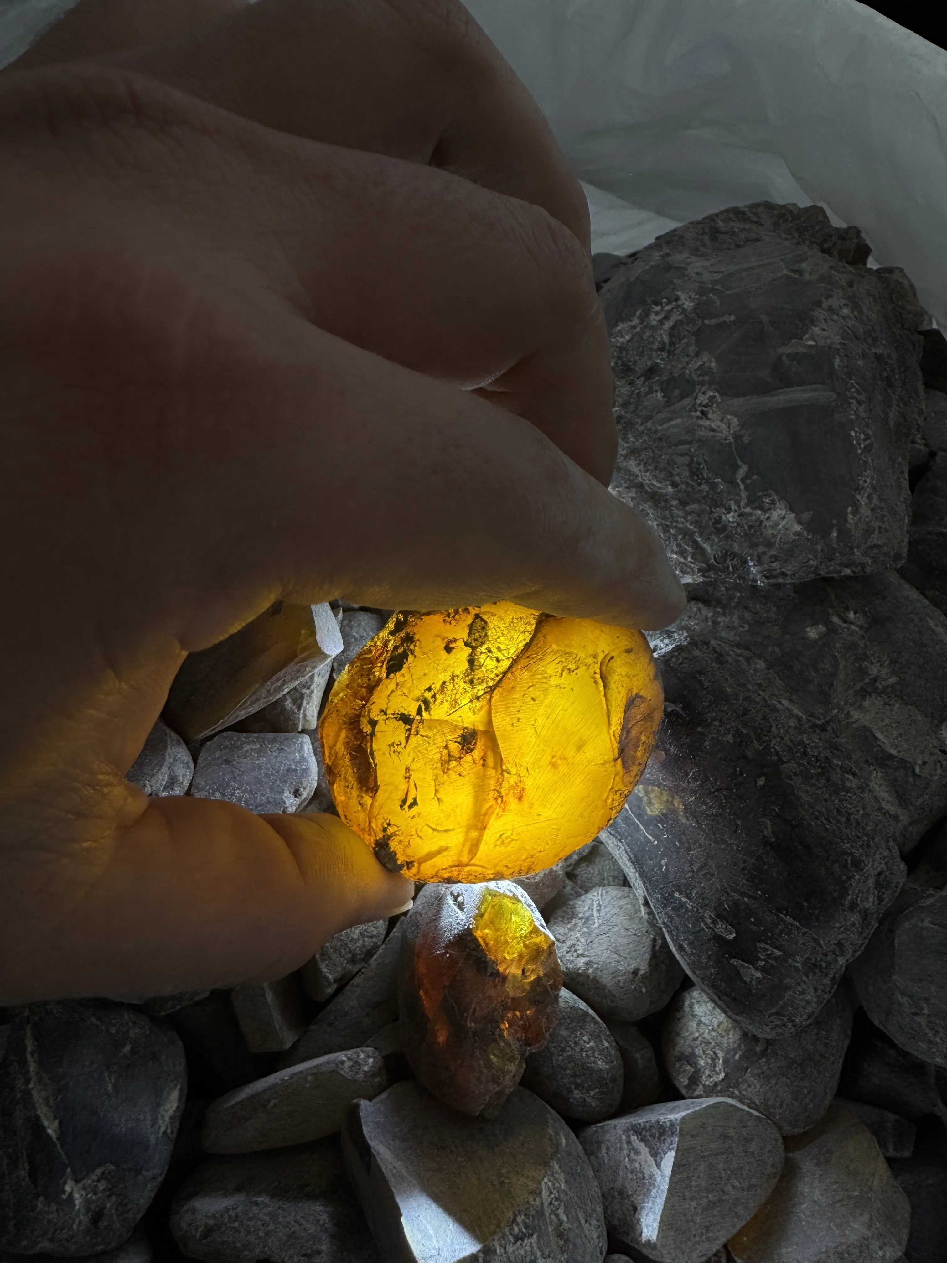 Burmese amber specimen 4